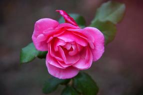Close-up of the beautiful, pink and purple rose flower, with the green leaves, at blurred background