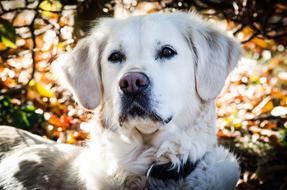 Portrait of the beautiful and cute, white and black Labrador dog, among the colorful plants in light, in autumn
