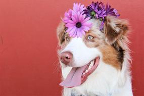 dog portrait with purple flowers