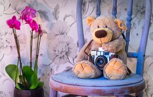 Teddy Bear with Camera and Orchids