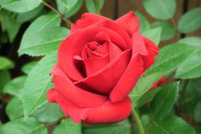 Rose, Red Flower at green foliage