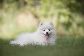 white Puppy Dogs