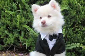 charming Dog Puppy