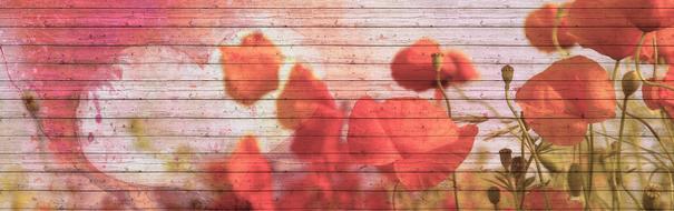 red poppies painted on a wooden wall