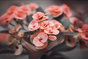 tiny pink flowers, macro