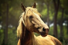 Beautiful and colorful horse among the plants in the light
