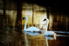 two young graceful swans swim in a pond