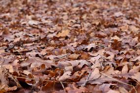 brown Autumn Leaves, background