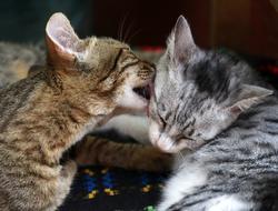 two kittens are playing with each other