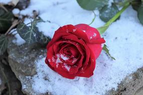 Red Rose On Stone snow