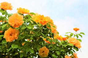 bush of yellow roses against the sky