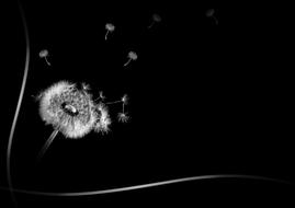 white Dandelion seed head at black Background