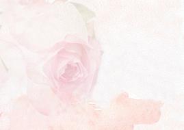 vintage pink background with rose