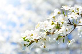 Crabapple Flower Cherry