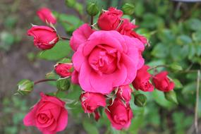 red roses on a bush on a blurred background