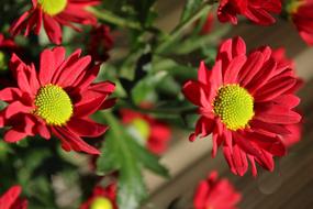 Daisy Flower Blossoms