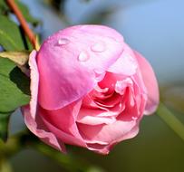 raindrops on a round pink bud