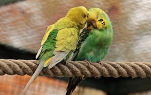Green and yellow Budgerigars Birds
