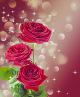 three burgundy Roses at abstract background