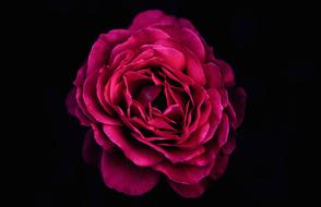 Close-up of the beautiful, blossoming, red and purple flower, at black background