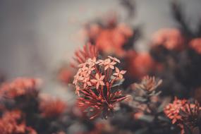 photo of romantic pink flowers