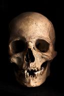 Skull Human