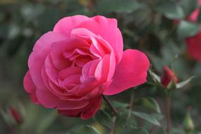 pink rose with buds on a bush in a blurred background