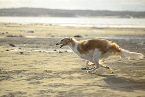 Borzoi dog on Sea beach