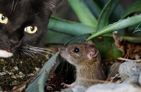 nice Mouse Animal