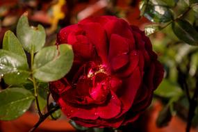 dark red rose in nature on a blurred background