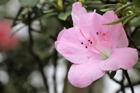 charming Flower Pink