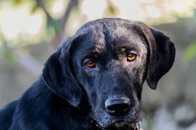 Dog Mammal