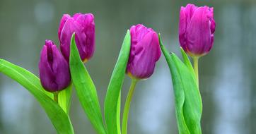 nice Flowers Viola Purple