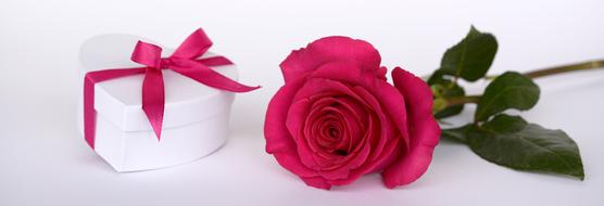 white gift box and red rose