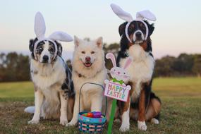 basket with Easter eggs near Australian Shepherds