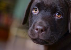Portrait of the cute and beautiful, brown Labrador puppy, with the orange eyes