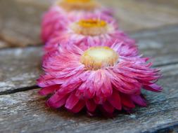 pink flowers on a wooden bench