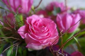 Pink Rose in bouquet close up