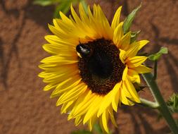 honey bee on a sunflower against a stone wall