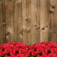 giant bouquet of red roses on a background of a wooden wall