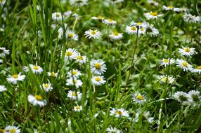 photo of a field of medicinal chamomile