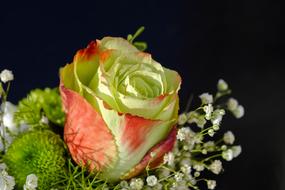 photo of a white-red rose in a bouquet