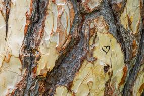 painted heart on tree bark