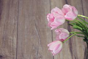 Close-up of the beautiful bouquet, with the beautiful, pink and white tulip flowers on the stems, above the wooden surface