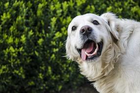 golden retriever on a background of green fir