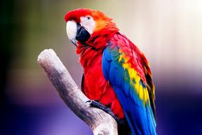exotic parrot