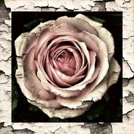 Vintage Antique Grunge rose