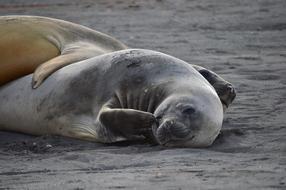 Mammal Seal