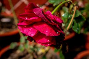 wet burgundy rose with a bud down