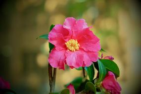 University Campus flowers on blurred background